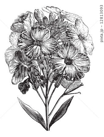 Aegean wallflower or Erysimum cheiri vintage engraving Aegean wallflower or Erysimum cheiri vintage engraving 12813093