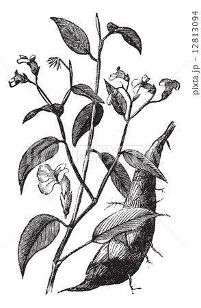Arrowroot or Maranta arundinacea vintage engraving Arrowroot or Maranta arundinacea vintage engraving 12813094