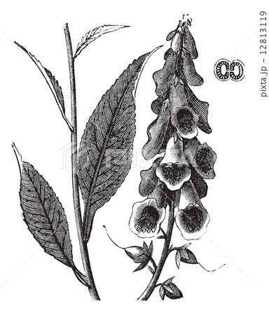 Purple Foxglove or Common Foxglove or Lady's Glove or Digitalis 12813119