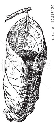 Nest of a Tailorbird or Orthotomus sp., vintage engraving 12813120