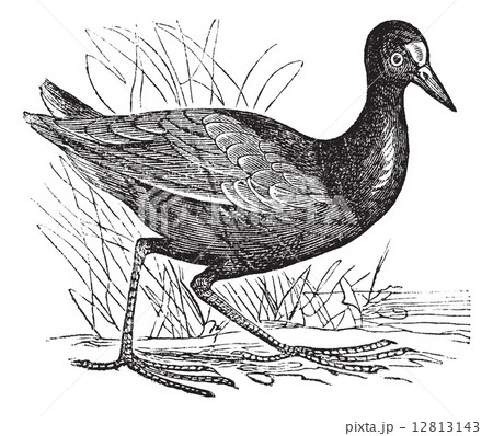 Common Moorhen or Gallinula chloropus vintage engraving 12813143