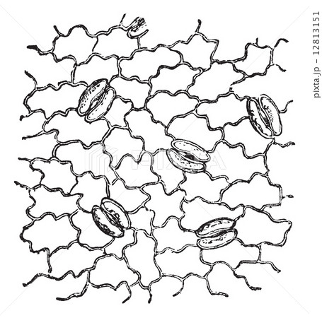 Stomata, vintage engraved illustration 12813151