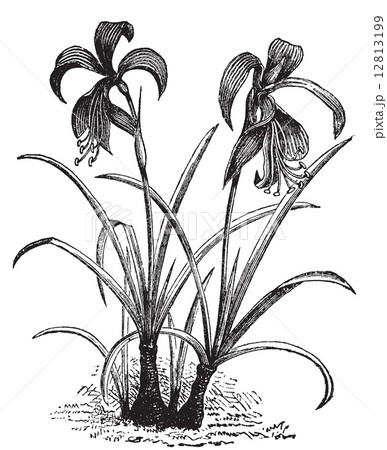 belladonna 