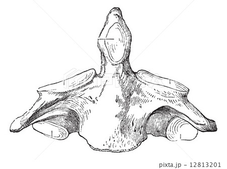 Fig. 136. Axis (second cervical vertebra), vintage engraving. Fig. 136. Axis (second cervical vertebra), vintage engraving. 12813201