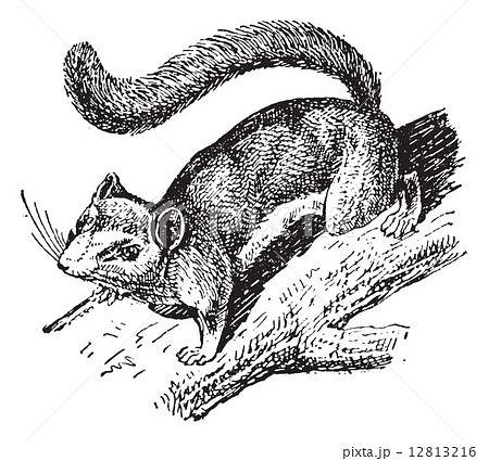 Dormouse or Glis glis, vintage engraving 12813216