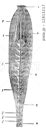 Anatomy of Leech, vintage engraving. 12813217