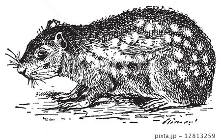 Paca or Cuniculus, vintage engraving. 12813259