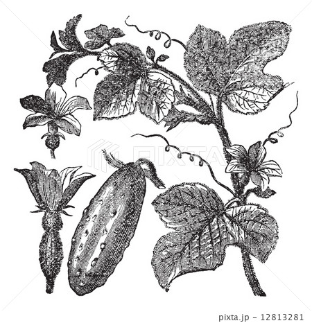 Cucumber or Cucumis sativus vintage engraving 12813281