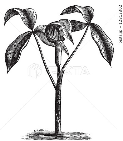 Arisaema triphyllum or wild turnip old engraving. Arisaema triphyllum or wild turnip old engraving. 12813302