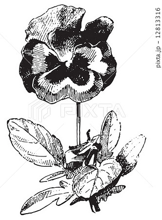 Pansy, vintage engraving. 12813316