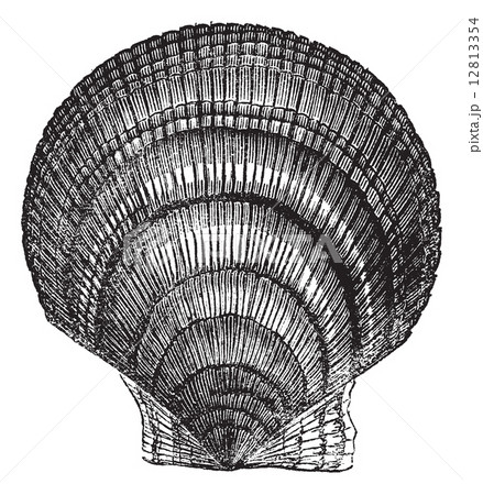 Chlamys islandica or Iceland scallop vintage engraving 12813354