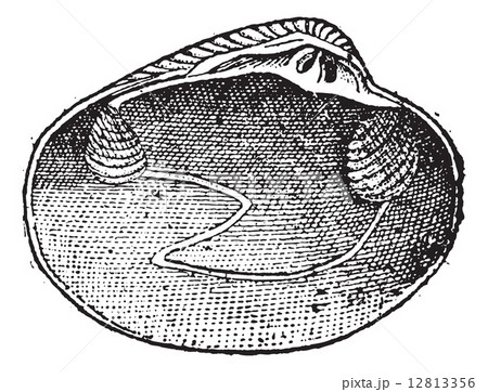 Veneridae or venerids, vintage engraving. 12813356