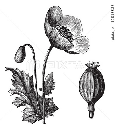 Opium Poppy or Papaver somniferum, vintage engraving Opium Poppy or Papaver somniferum, vintage engraving 12813388