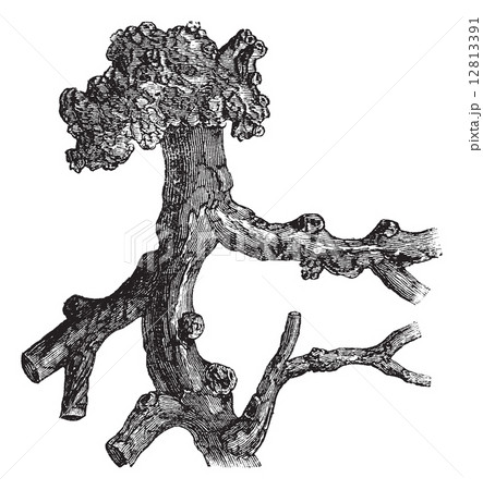 Senega Root or Milkwort or Snakeroot or Polygala senega, vintage Senega Root or Milkwort or Snakeroot or Polygala senega, vintage 12813391