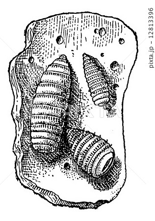 Larvae of Botfly or Oestridae, vintage engraving 12813396