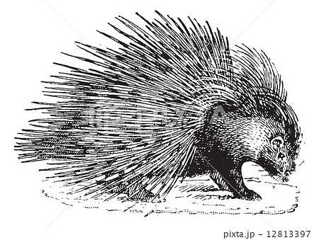 Porcupine, vintage engraving. Porcupine, vintage engraving. 12813397