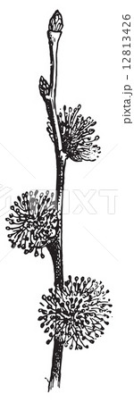 Elm, vintage engraving. Elm, vintage engraving. 12813426