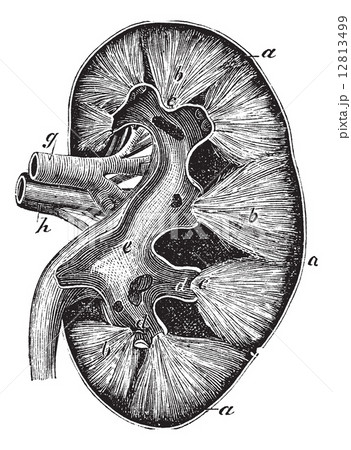 Human kidney vintage engraving 12813499