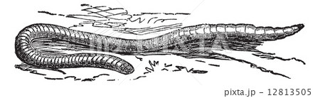 Lumbricus terrestris or Common Earthworm vintage engraving Lumbricus terrestris or Common Earthworm vintage engraving 12813505