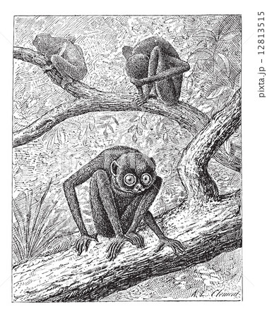 Red Slender Loris or Loris tardigradus, vintage engraving Red Slender Loris or Loris tardigradus, vintage engraving 12813515