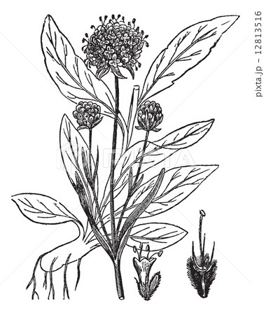 Scabiosa Succisa, vintage engraving. Scabiosa Succisa, vintage engraving. 12813516