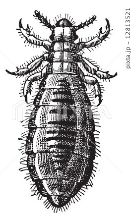 Fig 17. Louse Diptera, vintage engraving. 12813521