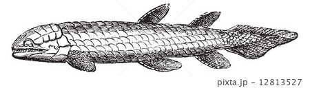 Osteolepis or Bone Scale fish isolated on white, vintage engravi 12813527