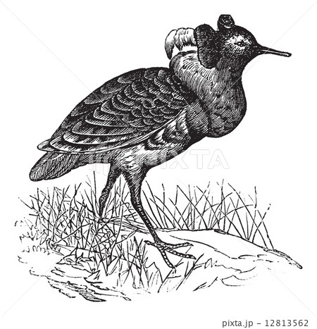 Ruff or Philomachus pugnax vintage engraving 12813562