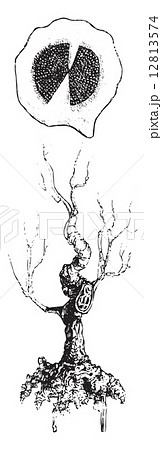 Polygala or Milkworts (strain and whole root), vintage engraving 12813574