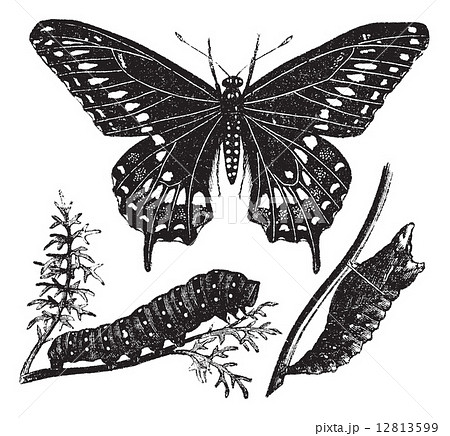 Black Swallowtail Butterfly or Papilio polyxenes, vintage engrav 12813599