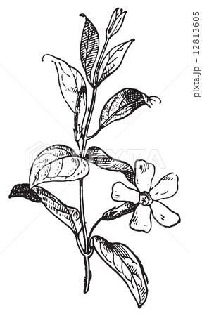 Periwinkle or Vinca minor, vintage engraving. 12813605