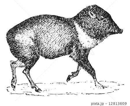 Peccary or Javelina, vintage engraving. 12813609