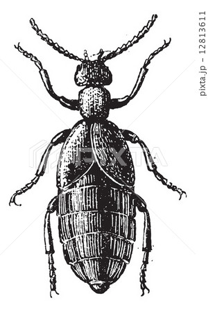 Blister Beetle or Meloe sp., vintage engraving 12813611