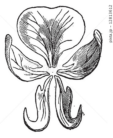 Pea or Pisum sativum, vintage engraving 12813612