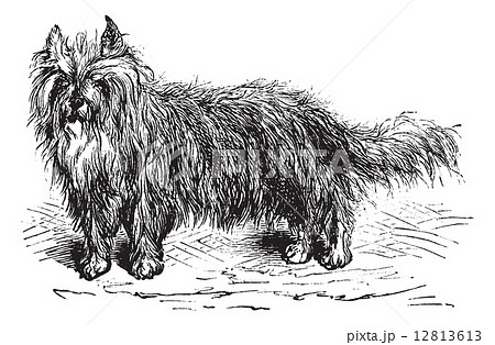 Skye Terrier or Canis lupus familiaris vintage engraving 12813613