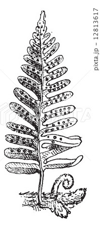 Fern, vintage engraving. Fern, vintage engraving. 12813617