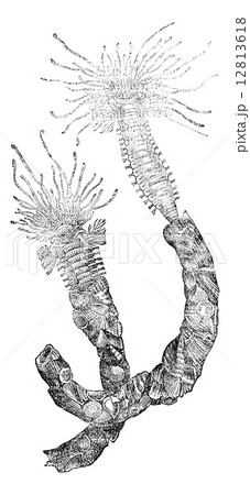 Worm (annelid), vintage engraving. Worm (annelid), vintage engraving. 12813618