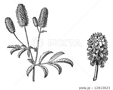 Burnet twig, Burnet flower, vintage engraving. 12813623