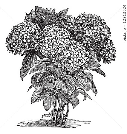 Bigleaf Hydrangea or Hydrangea macrophylla vintage engraving 12813624