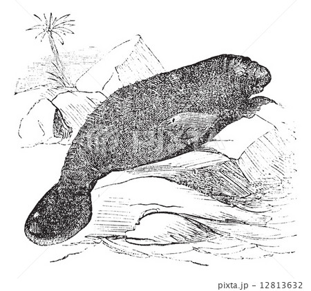 Florida manatee (manatus latirostris) vintage engraving 12813632
