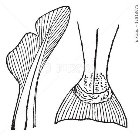 1.Heterocercal (requin) 2. Homocercal (saumon) vintage engraving 12813675
