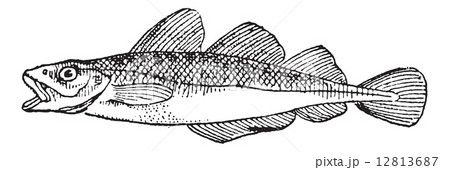 Cod, vintage engraving 12813687