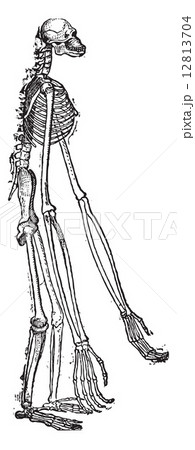 Skeleton of Gibbon vintage engraving 12813704