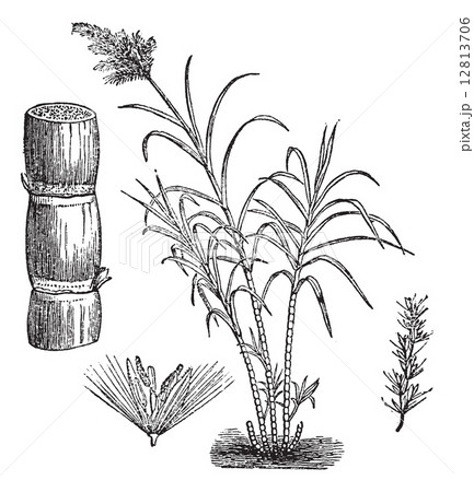 Sugar Cane, vintage engraving. 12813706