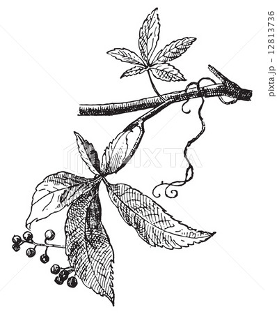 Vine Virgin, vintage engraving. Vine Virgin, vintage engraving. 12813736