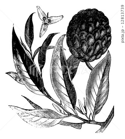Annona reticulata or custard-apple vintage engraving 12813739