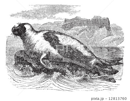 Harp seals (Phoca groenlandica) or Saddleback seal, vintage engr 12813760