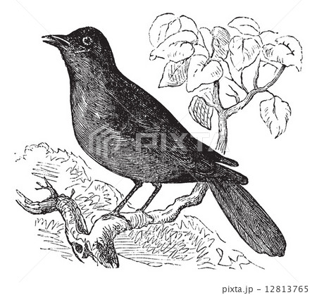 Great Reed Warbler or Acrocephalus arundinaceus vintage engravin 12813765