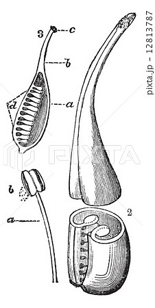Reproductive Structure of a Flower, vintage engraving 12813787