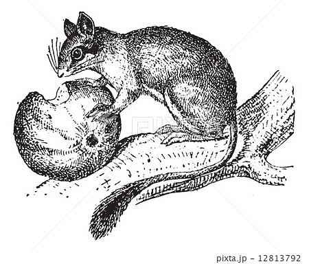Dormouse or Glis glis, vintage engraving Dormouse or Glis glis, vintage engraving 12813792